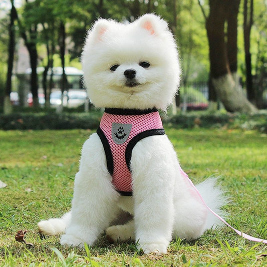 Pet Car Seat Belt Pet Leash